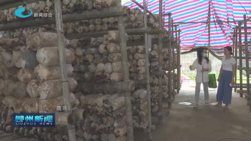 鹿寨：发展螺蛳粉原材料产业 打造农业产业链