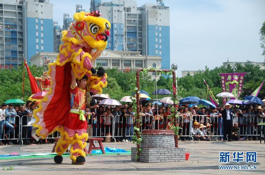 广西贺州市贺州广场舞狮队在展示舞狮技艺